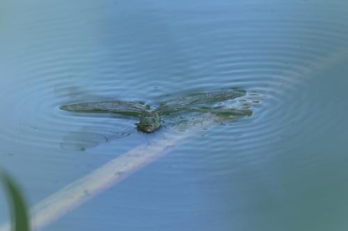 Anax parthenope